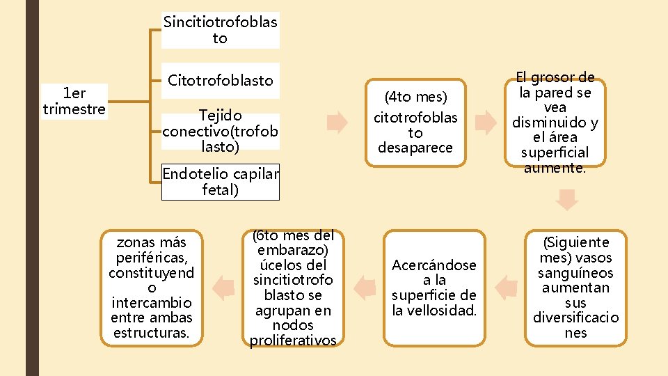 Sincitiotrofoblas to 1 er trimestre Citotrofoblasto Tejido conectivo(trofob lasto) (4 to mes) citotrofoblas to