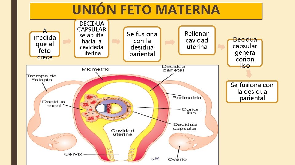 UNIÓN FETO MATERNA A medida que el feto crece DECIDUA CAPSULAR se abulta hacia