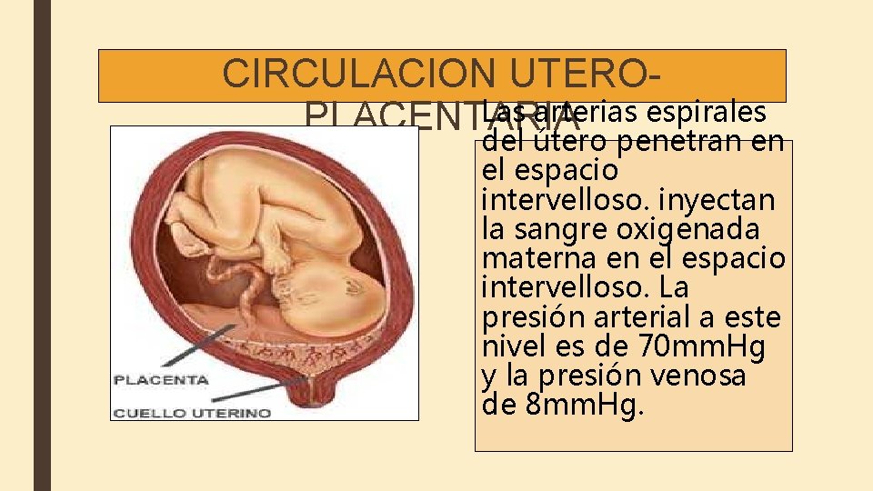 CIRCULACION UTEROLas arterias espirales PLACENTARIA del útero penetran en el espacio intervelloso. inyectan la