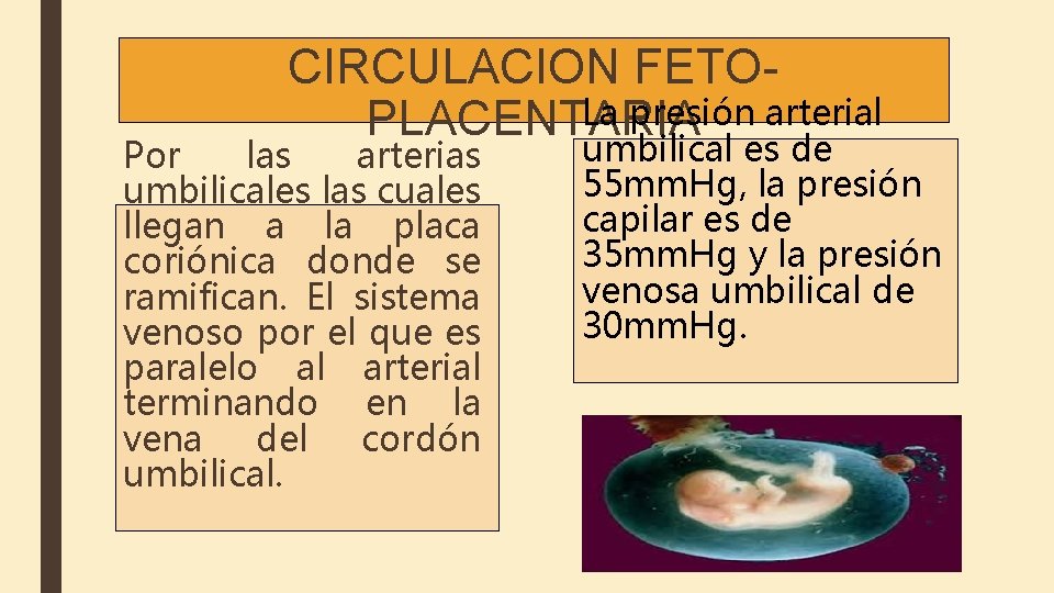 CIRCULACION FETOLa presión arterial PLACENTARIA Por las arterias umbilicales las cuales llegan a la