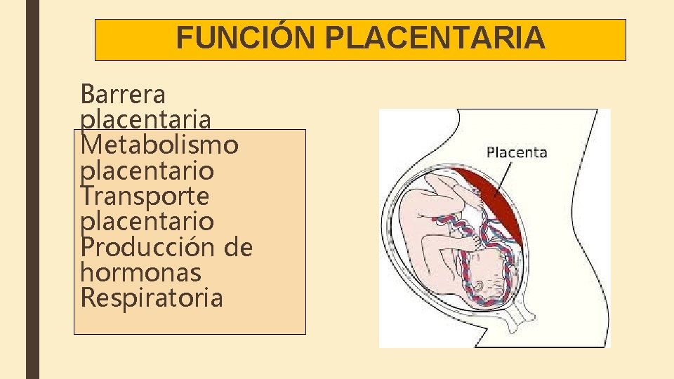 FUNCIÓN PLACENTARIA Barrera placentaria Metabolismo placentario Transporte placentario Producción de hormonas Respiratoria 