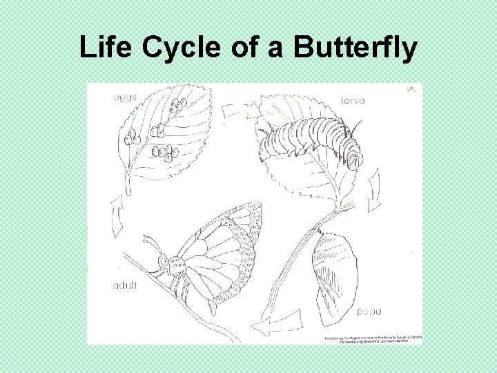 Life Cycle of a Butterfly 