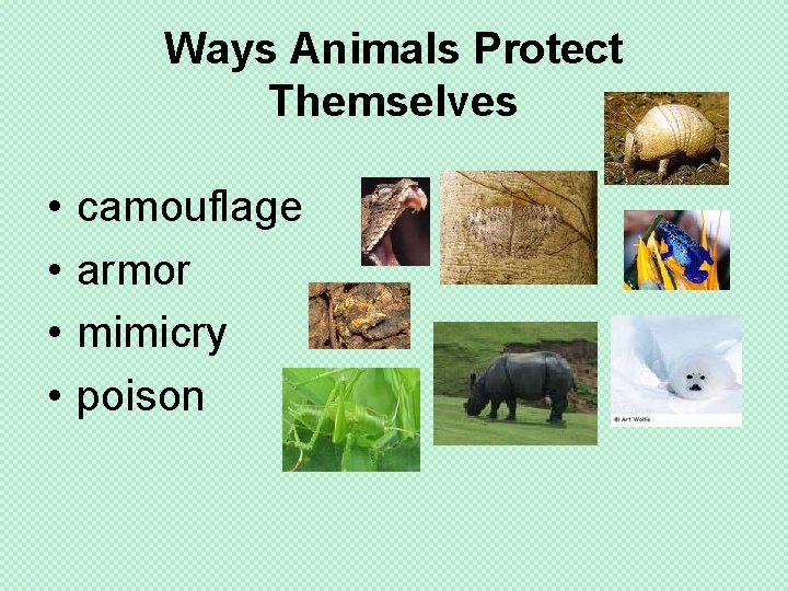Ways Animals Protect Themselves • • camouflage armor mimicry poison 