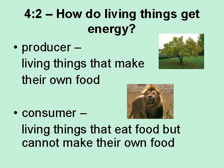 4: 2 – How do living things get energy? • producer – living things
