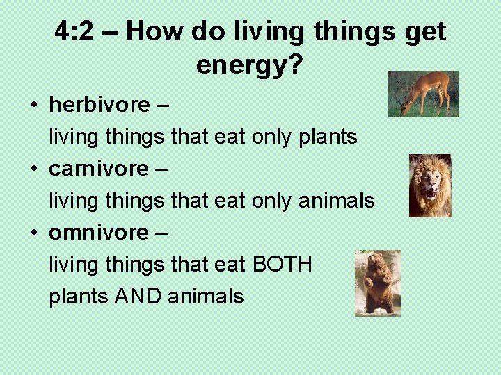 4: 2 – How do living things get energy? • herbivore – living things