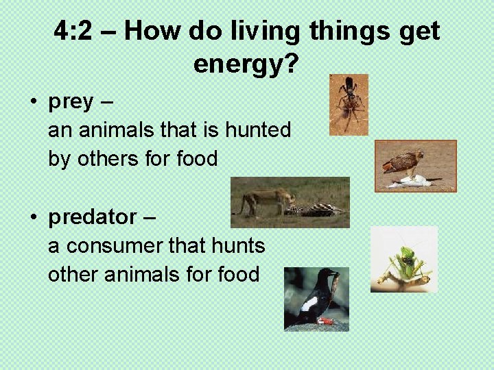 4: 2 – How do living things get energy? • prey – an animals