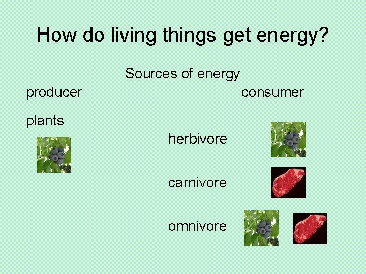 How do living things get energy? Sources of energy producer consumer plants herbivore carnivore