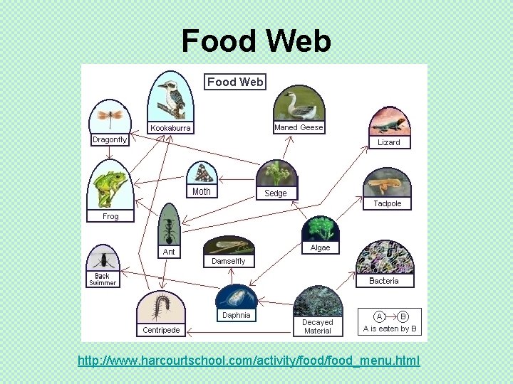 Food Web http: //www. harcourtschool. com/activity/food_menu. html 