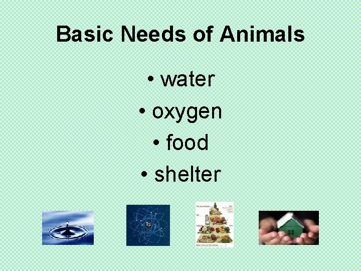 Basic Needs of Animals • water • oxygen • food • shelter 