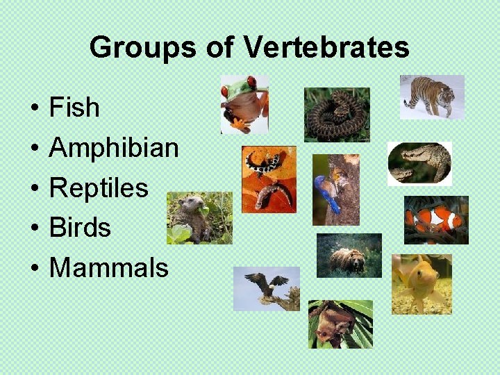 Groups of Vertebrates • • • Fish Amphibian Reptiles Birds Mammals 