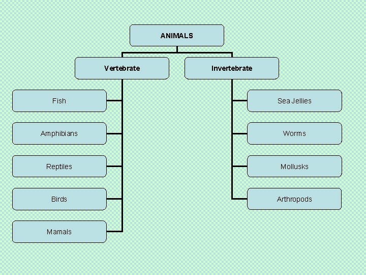 ANIMALS Vertebrate Invertebrate Fish Sea Jellies Amphibians Worms Reptiles Mollusks Birds Arthropods Mamals 