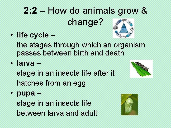2: 2 – How do animals grow & change? • life cycle – the