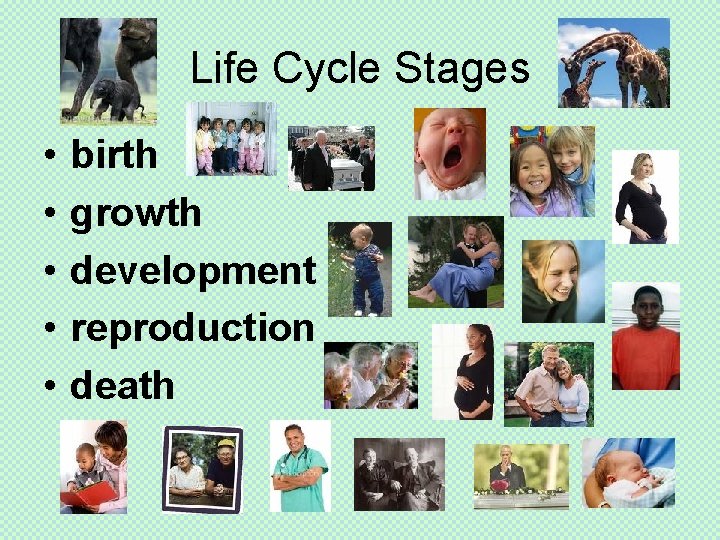 Life Cycle Stages • • • birth growth development reproduction death 