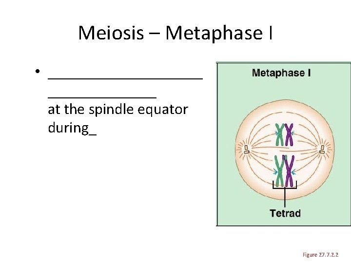 Meiosis – Metaphase I • __________ at the spindle equator during_ Figure 27. 7.