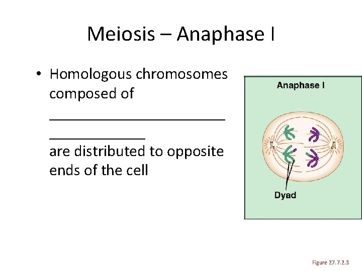 Meiosis – Anaphase I • Homologous chromosomes composed of ___________ are distributed to opposite