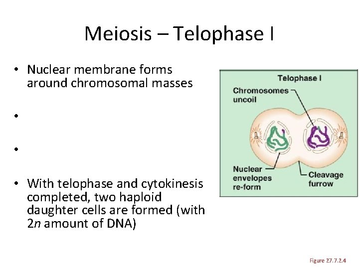 Meiosis – Telophase I • Nuclear membrane forms around chromosomal masses • • •