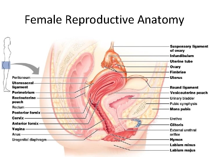 Female Reproductive Anatomy Figure 27. 11 