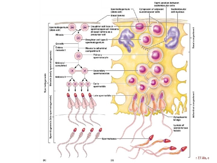 Figure 27. 8 b, c 