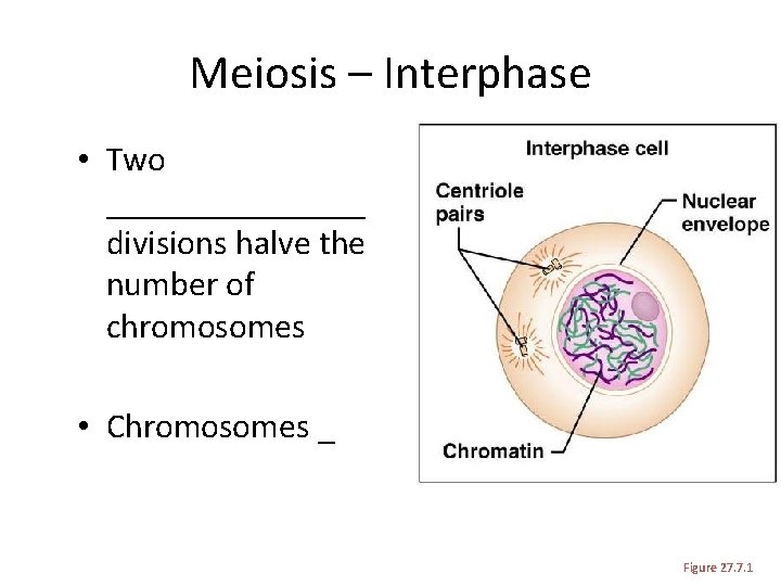 Meiosis – Interphase • Two ________ divisions halve the number of chromosomes • Chromosomes