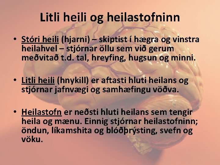 Litli heili og heilastofninn • Stóri heili (hjarni) – skiptist í hægra og vinstra