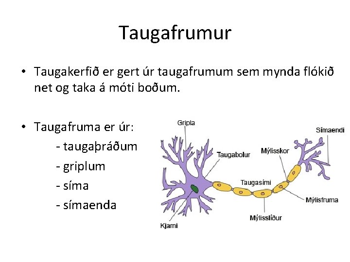 Taugafrumur • Taugakerfið er gert úr taugafrumum sem mynda flókið net og taka á