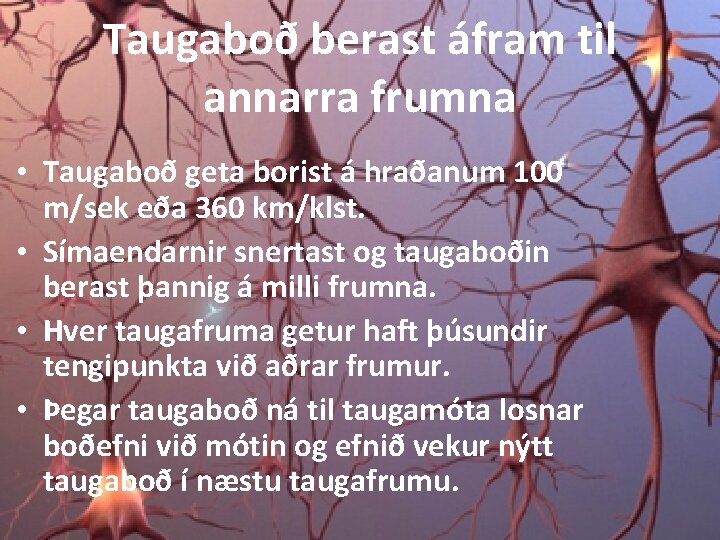 Taugaboð berast áfram til annarra frumna • Taugaboð geta borist á hraðanum 100 m/sek