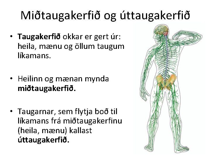 Miðtaugakerfið og úttaugakerfið • Taugakerfið okkar er gert úr: heila, mænu og öllum taugum