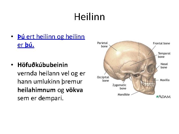 Heilinn • Þú ert heilinn og heilinn er þú. • Höfuðkúbubeinin vernda heilann vel