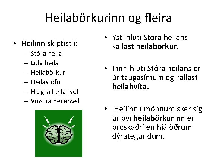 Heilabörkurinn og fleira • Heilinn skiptist í: – – – Stóra heila Litla heila