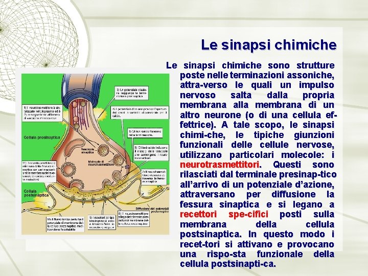 Le sinapsi chimiche sono strutture poste nelle terminazioni assoniche, attra-verso le quali un impulso