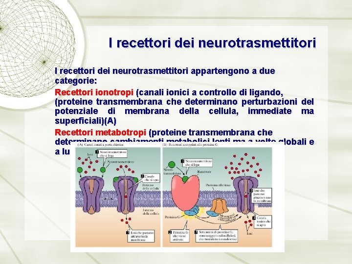 I recettori dei neurotrasmettitori appartengono a due categorie: Recettori ionotropi (canali ionici a controllo