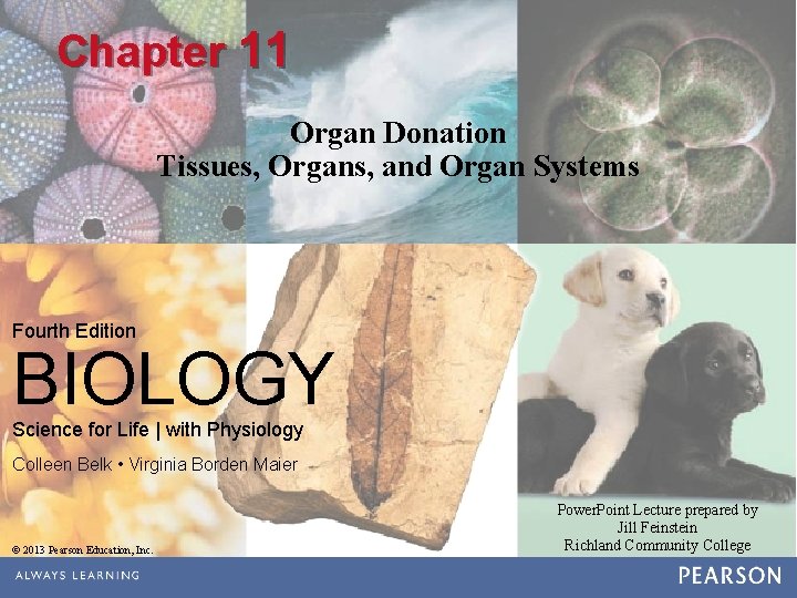 Chapter 11 Organ Donation Tissues, Organs, and Organ Systems Fourth Edition BIOLOGY Science for