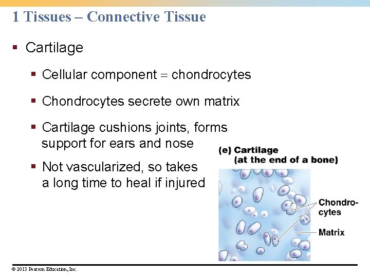 1 Tissues – Connective Tissue § Cartilage § Cellular component chondrocytes § Chondrocytes secrete