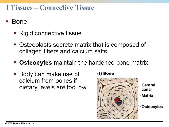 1 Tissues – Connective Tissue § Bone § Rigid connective tissue § Osteoblasts secrete