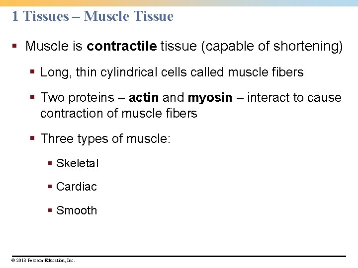 1 Tissues – Muscle Tissue § Muscle is contractile tissue (capable of shortening) §