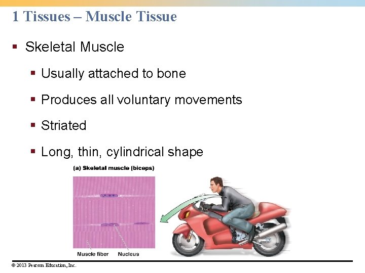 1 Tissues – Muscle Tissue § Skeletal Muscle § Usually attached to bone §