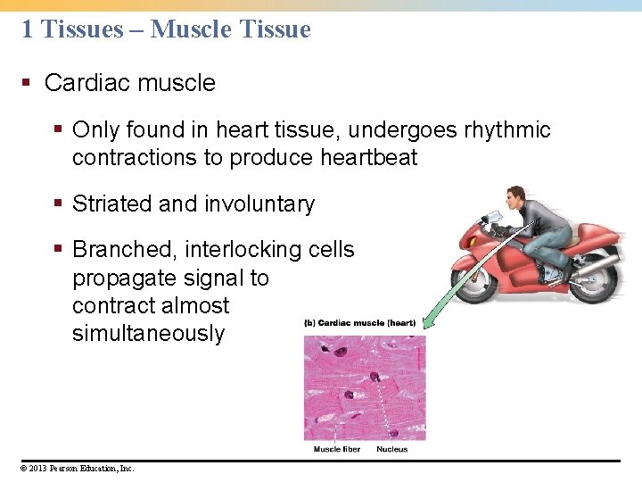 1 Tissues – Muscle Tissue § Cardiac muscle § Only found in heart tissue,