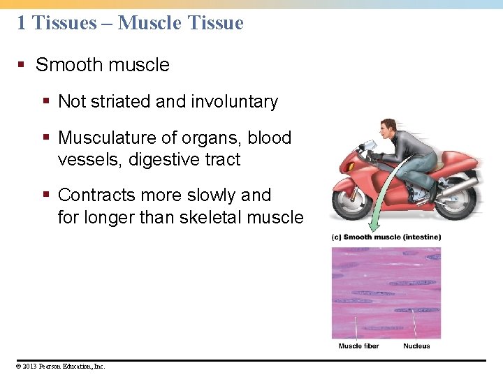 1 Tissues – Muscle Tissue § Smooth muscle § Not striated and involuntary §