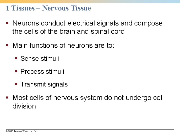 1 Tissues – Nervous Tissue § Neurons conduct electrical signals and compose the cells