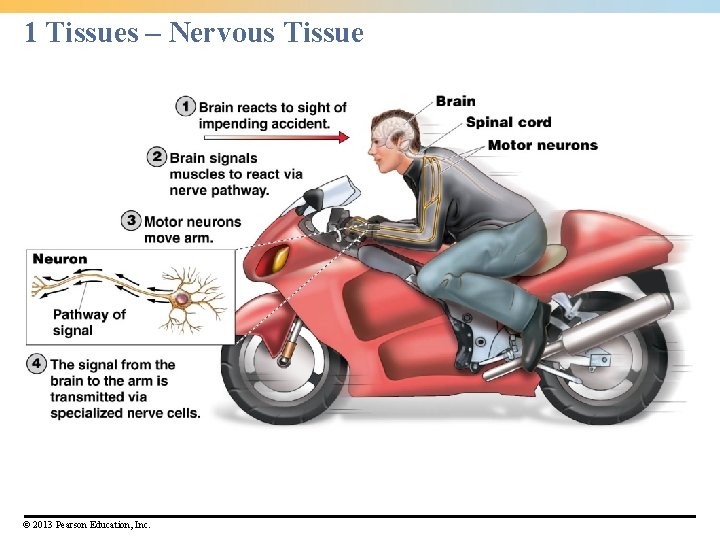 1 Tissues – Nervous Tissue © 2013 Pearson Education, Inc. 