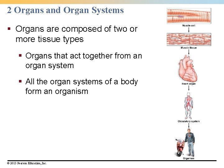 2 Organs and Organ Systems § Organs are composed of two or more tissue