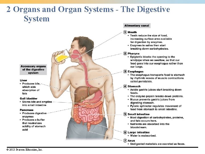 2 Organs and Organ Systems - The Digestive System © 2013 Pearson Education, Inc.