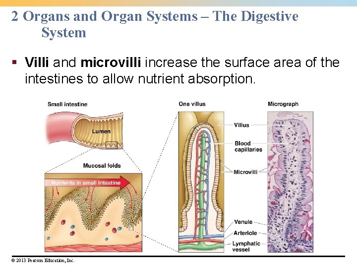 2 Organs and Organ Systems – The Digestive System § Villi and microvilli increase