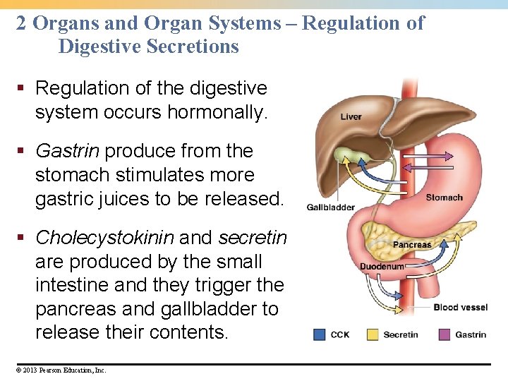 2 Organs and Organ Systems – Regulation of Digestive Secretions § Regulation of the