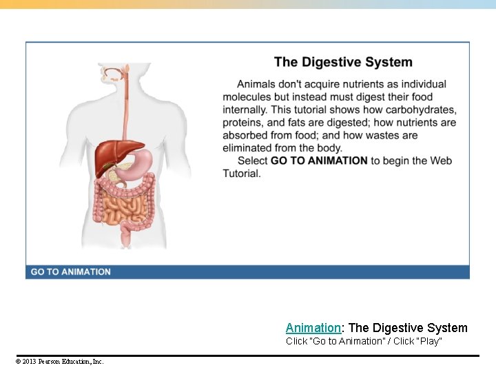 Animation: The Digestive System Click “Go to Animation” / Click “Play” © 2013 Pearson