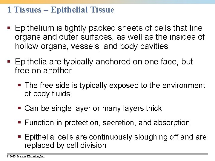 1 Tissues – Epithelial Tissue § Epithelium is tightly packed sheets of cells that