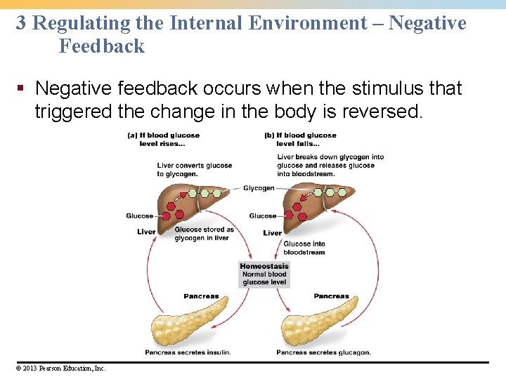 3 Regulating the Internal Environment – Negative Feedback § Negative feedback occurs when the