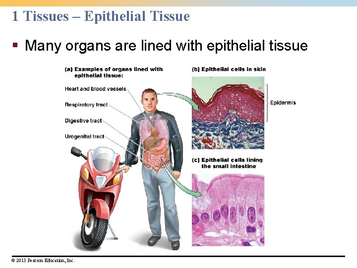 1 Tissues – Epithelial Tissue § Many organs are lined with epithelial tissue ©