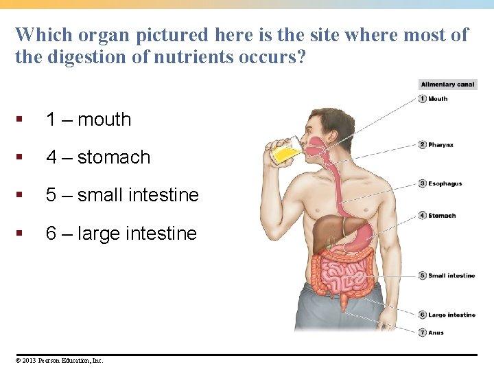 Which organ pictured here is the site where most of the digestion of nutrients