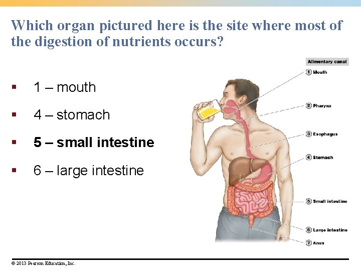 Which organ pictured here is the site where most of the digestion of nutrients